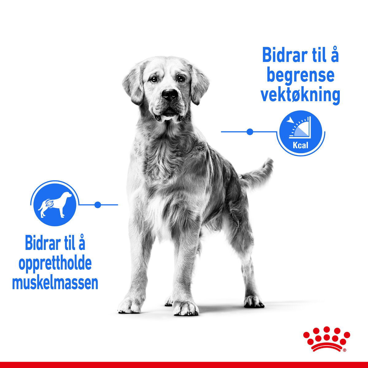 Royal Canin Light Weight Care Maxi Adult tørrfôr til hund