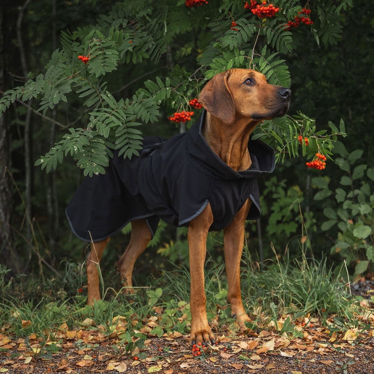 PAIKKA Recovery Softshell Jacket, black