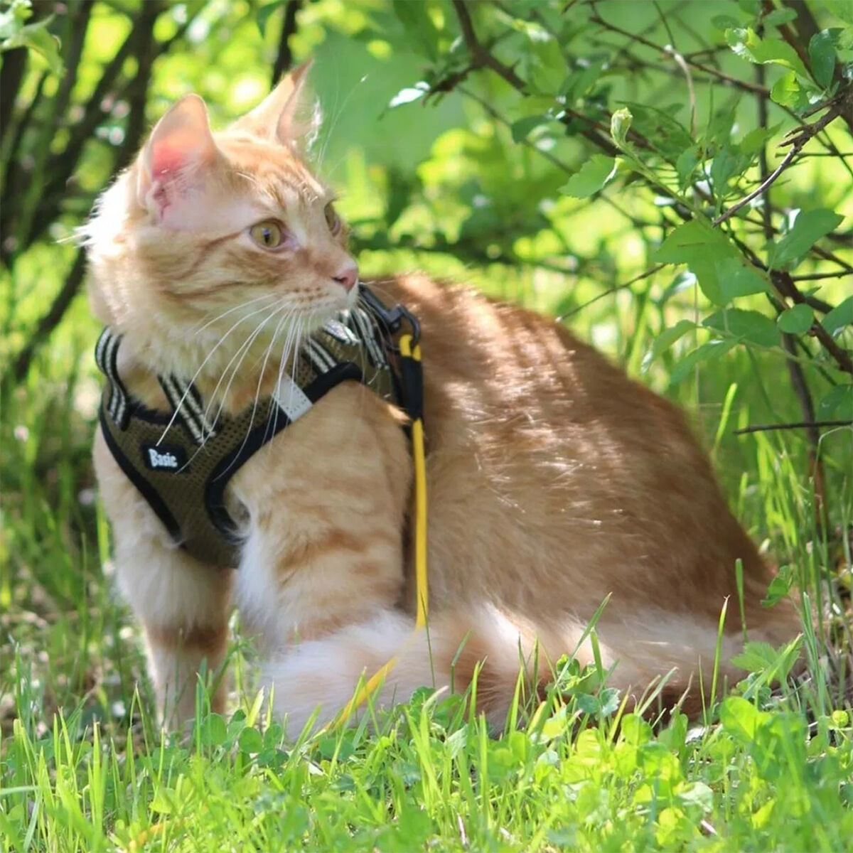 Basic Cat Sporty NoEscape harness green