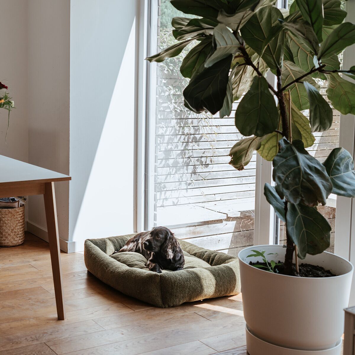 Hunter Dog Sofa Kumara Green