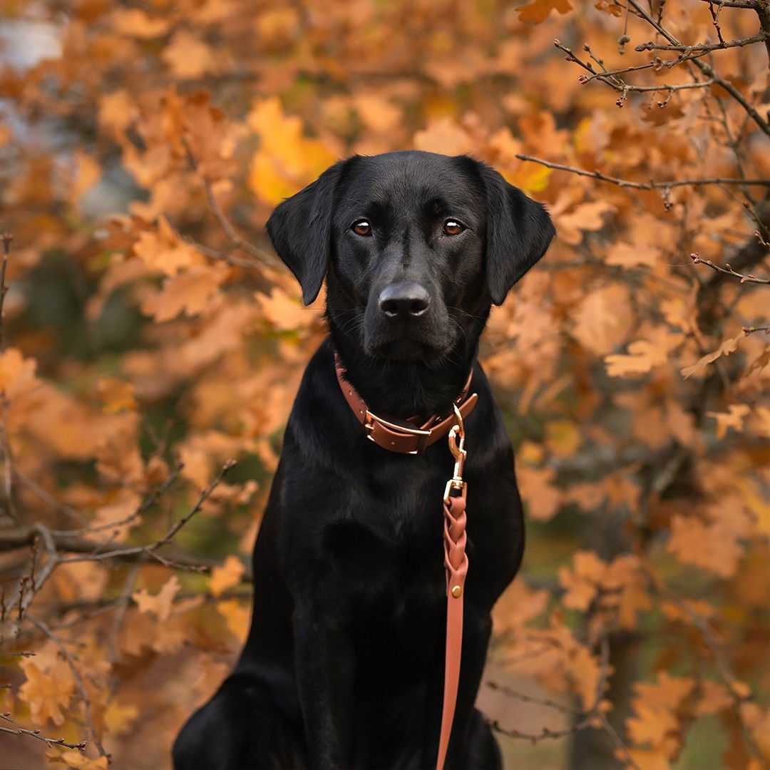 Tyylivoitto Classy collar, brown