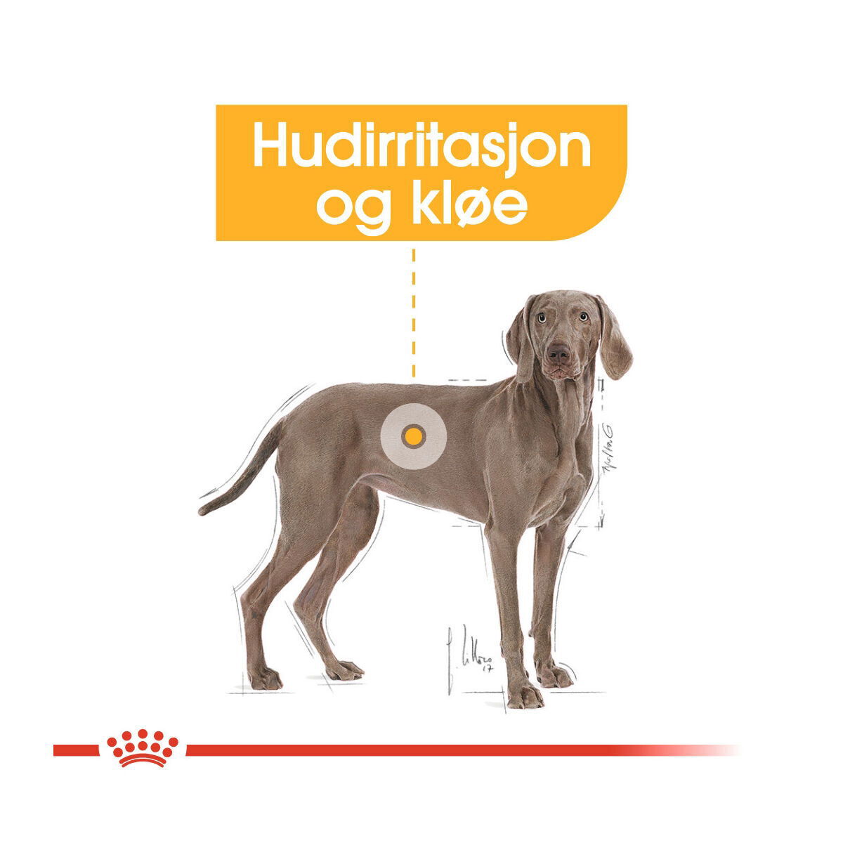 Royal Canin Maxi Dermacomfort