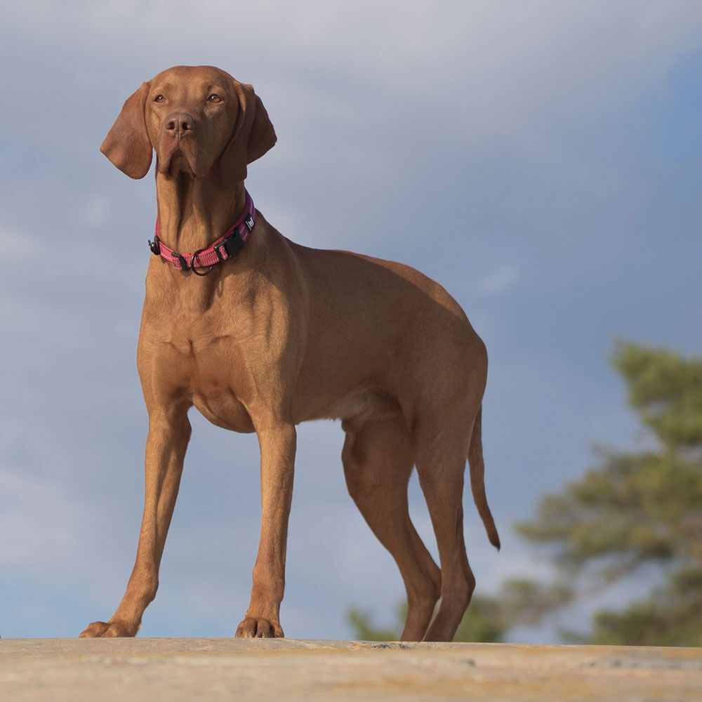 Feel Active Padded collar Rose