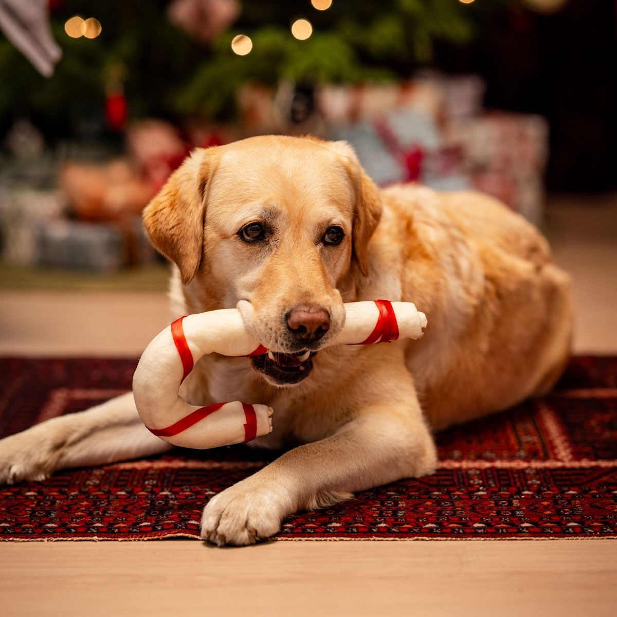 Xmas Chew Candy Cane 46cm for dogs