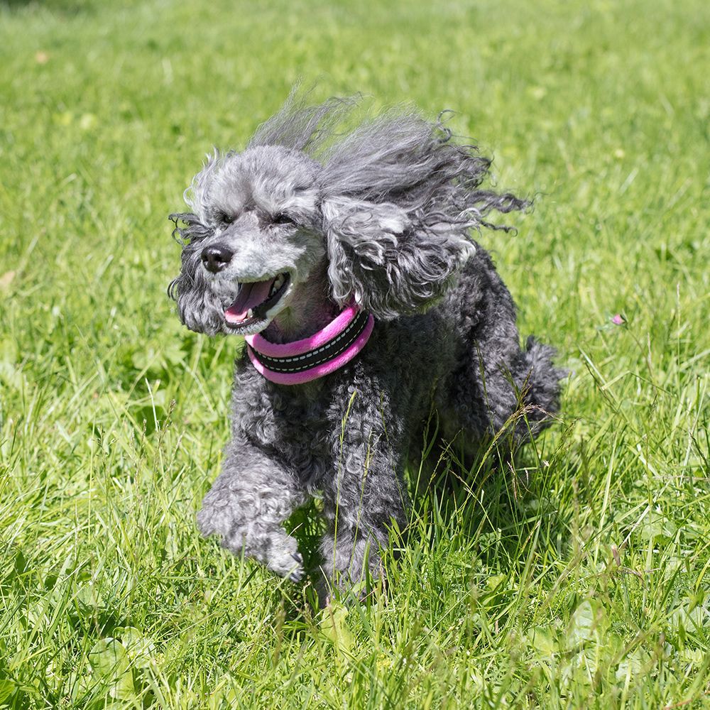 Basic Cosy halsbånd Rosa