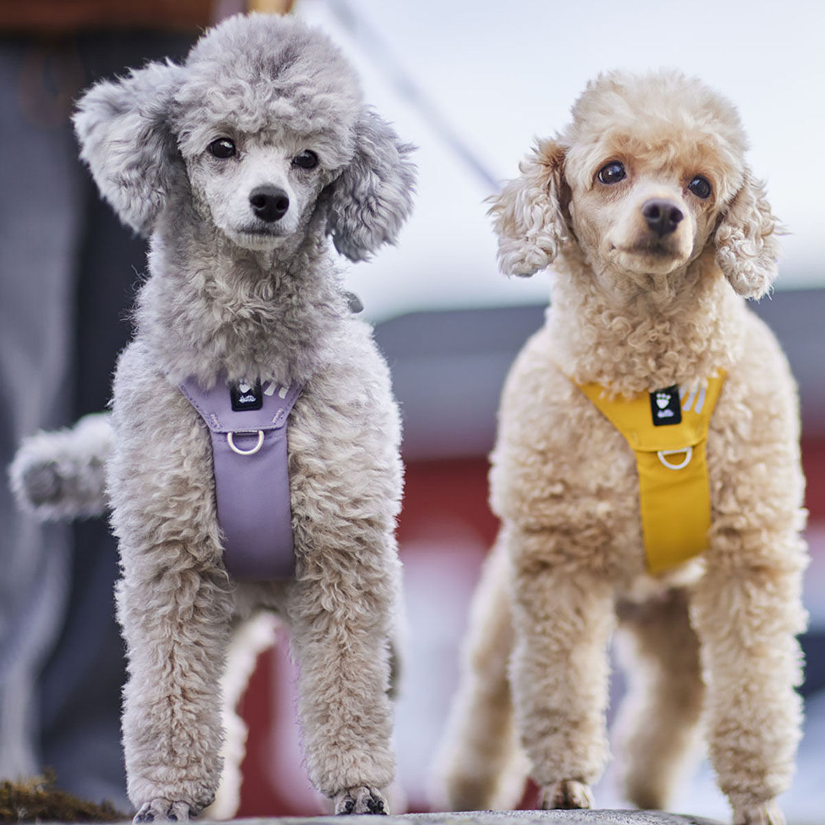 Hurtta Seeker harness honey