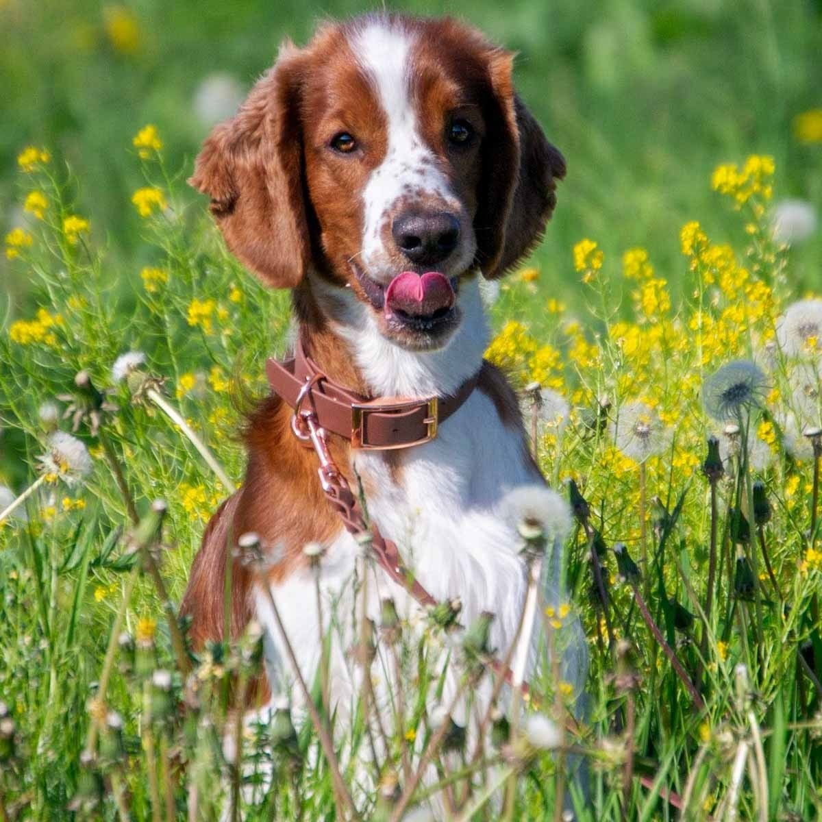 Tyylivoitto Classy collar, brown