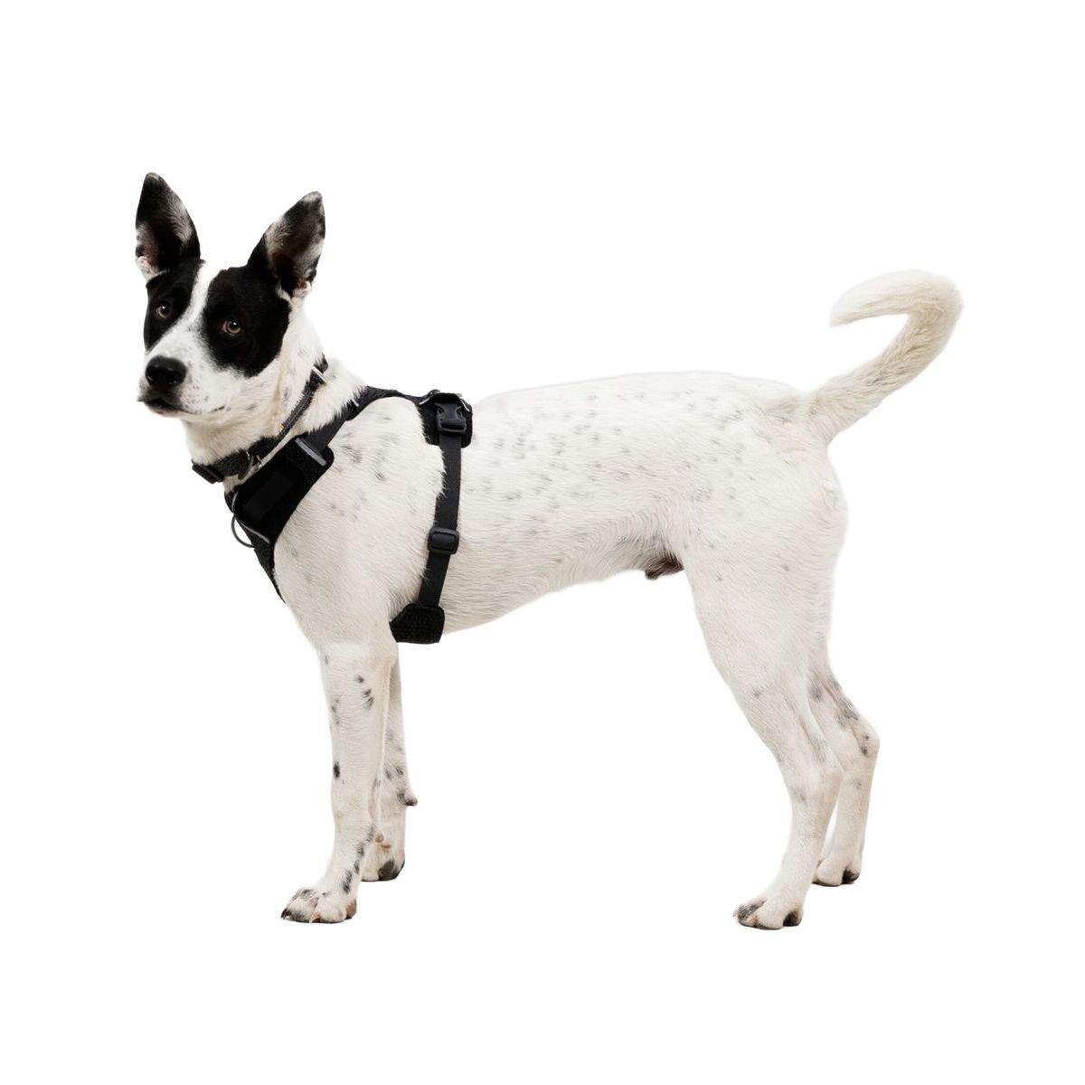 Ruffwear Front Range Flex Harness, Basalt Gray