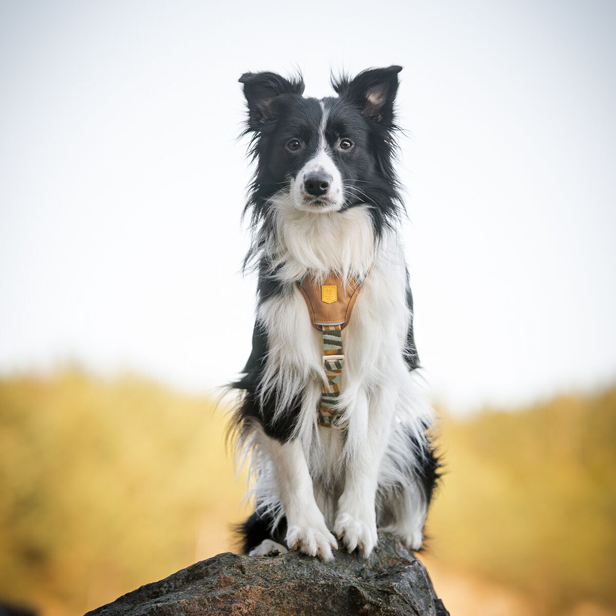 Woolly Wolf Cloudbeam Harness