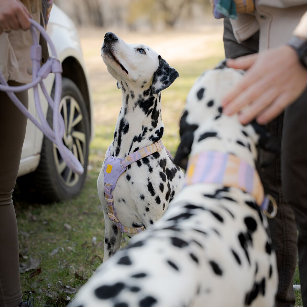 Woolly Wolf Sunshower Harness