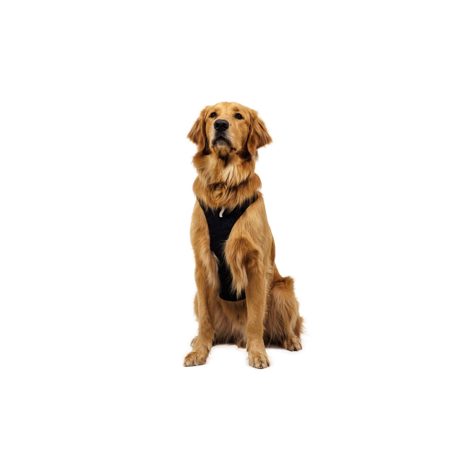 Ruffwear Ridgeline Harness Obsidian Black
