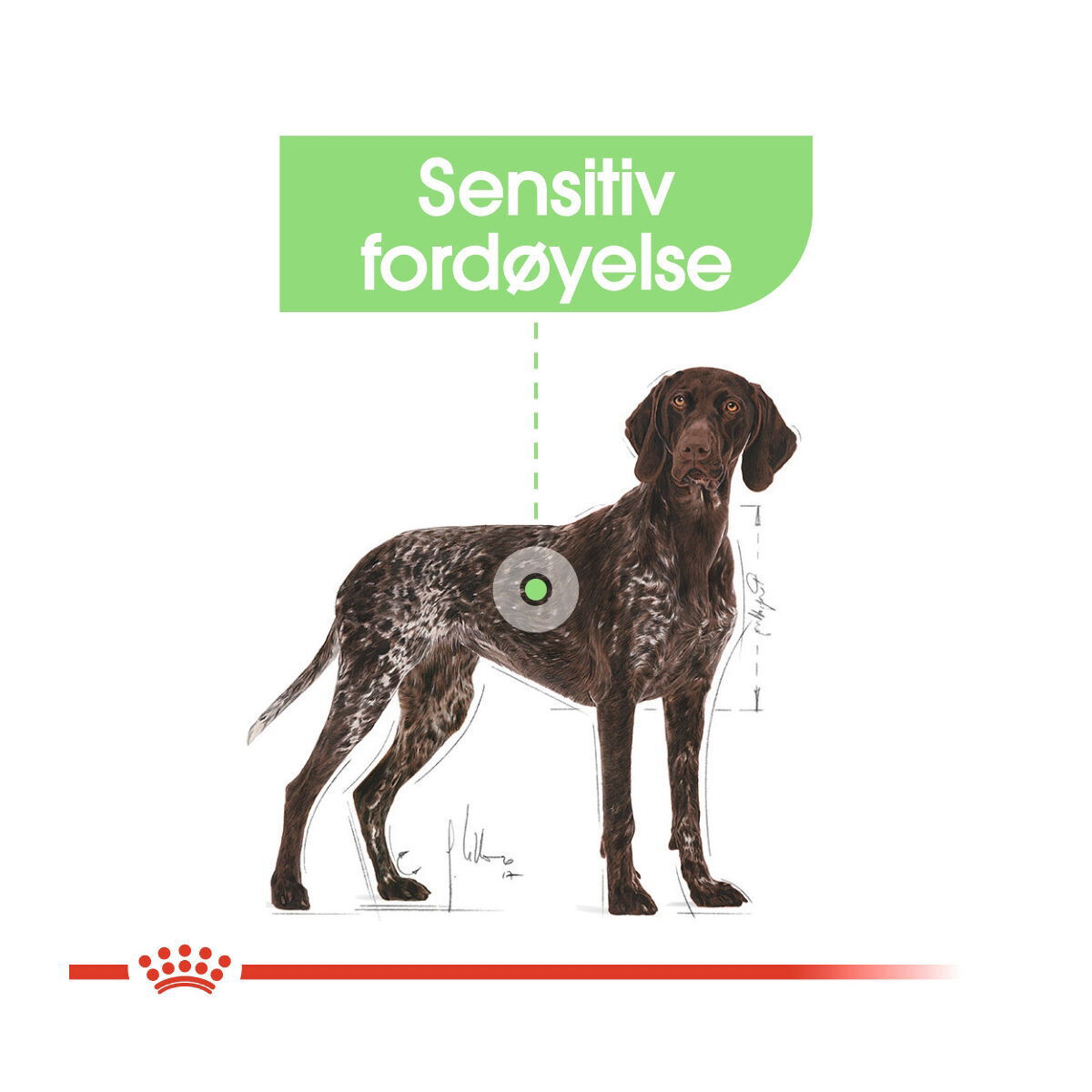 Royal Canin Maxi Digestive Care