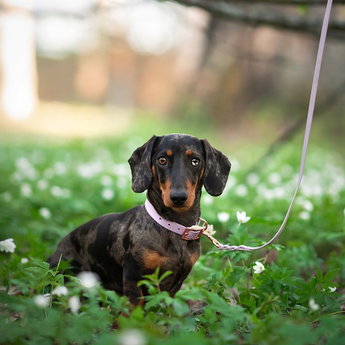 Tyylivoitto Braid leash, lavender