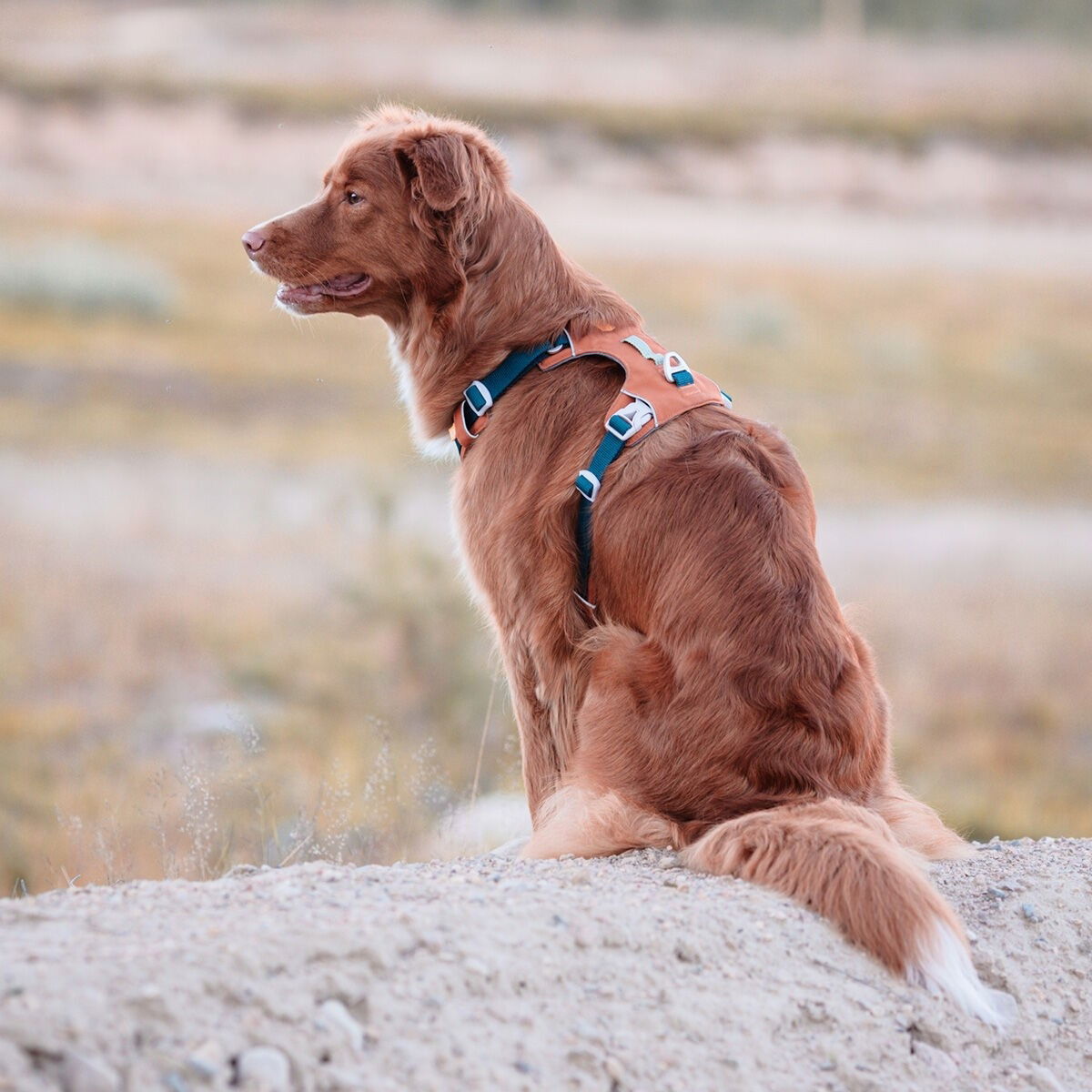 Woolly Wolf Alpha 360 harness, Terracotta Mix