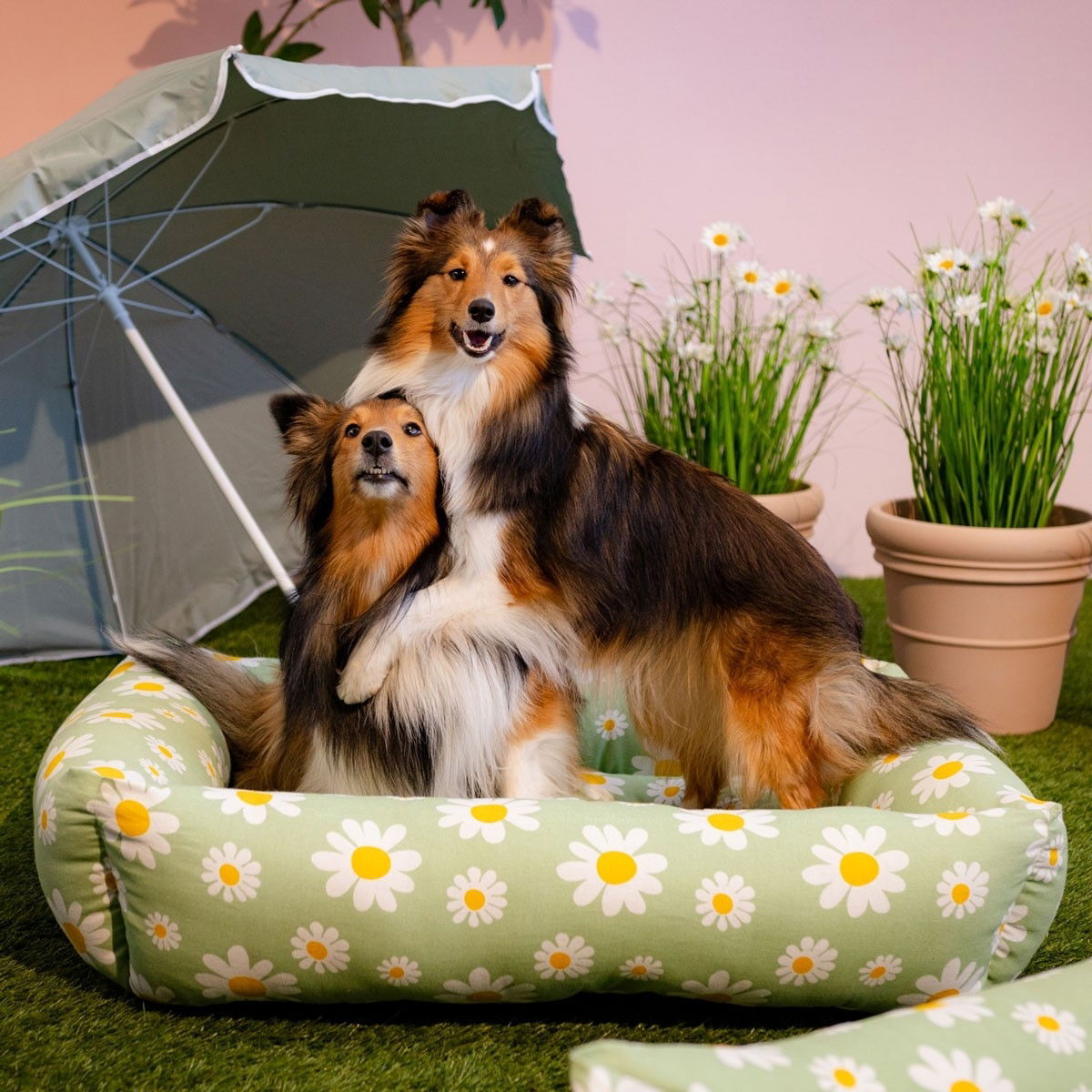 Little&Bigger Blossom bed daisy green