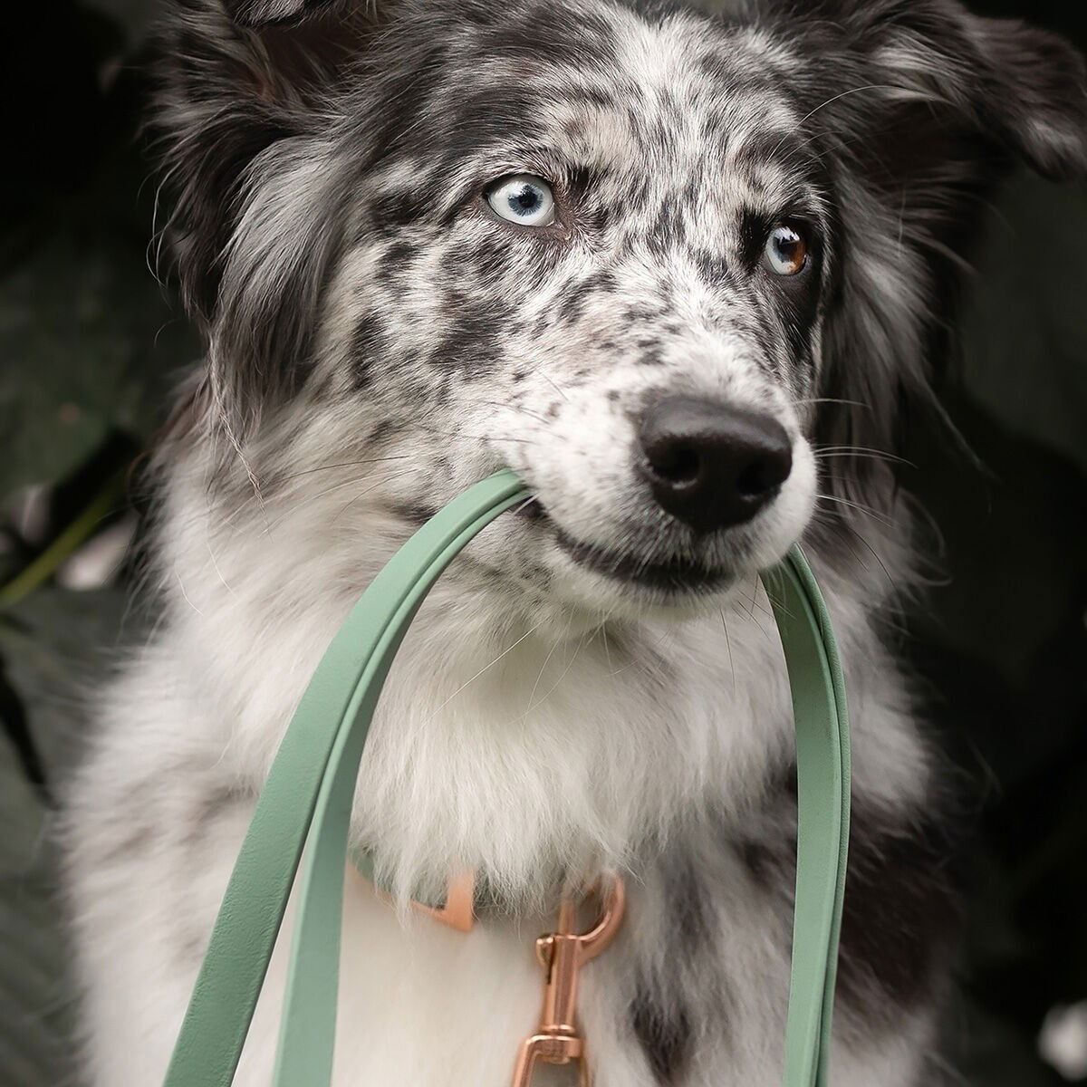 Tyylivoitto Braid leash, sage/rosegold