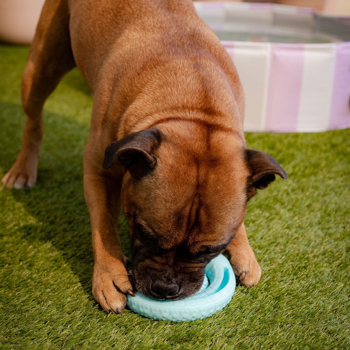 Little&Bigger TPR Snake spool aqua