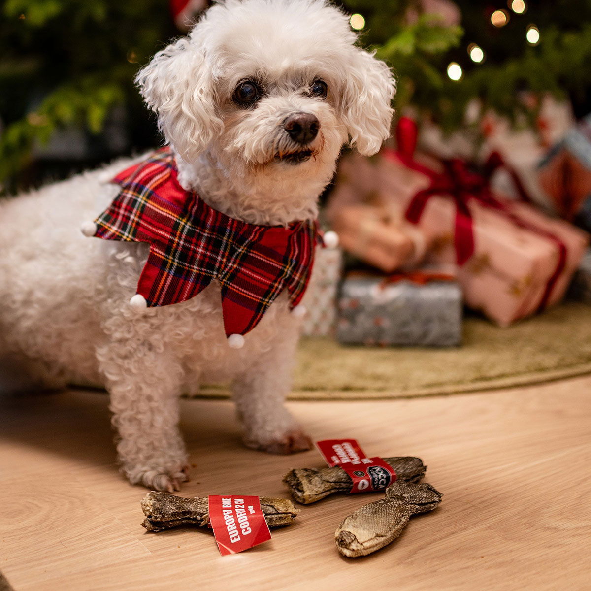 Little&Bigger Xmas Collar check