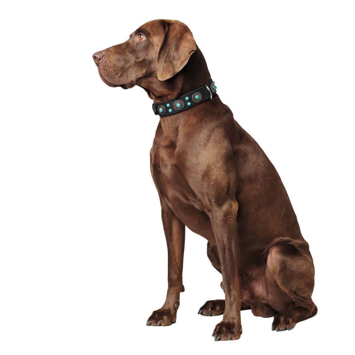 Hunter Collar Sioux Brown