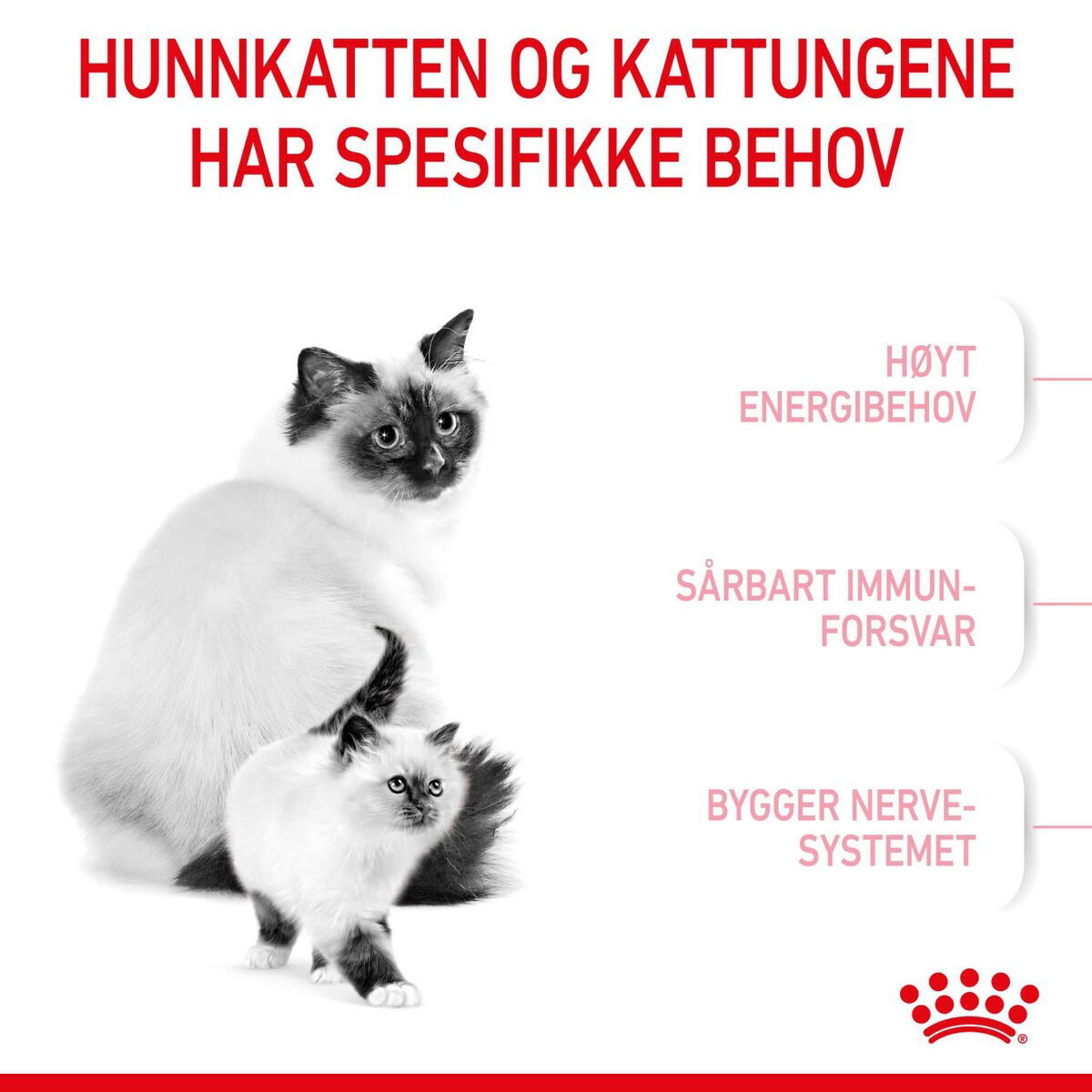 Royal Canin Mother & Babycat tørrfôr til katt og kattunge