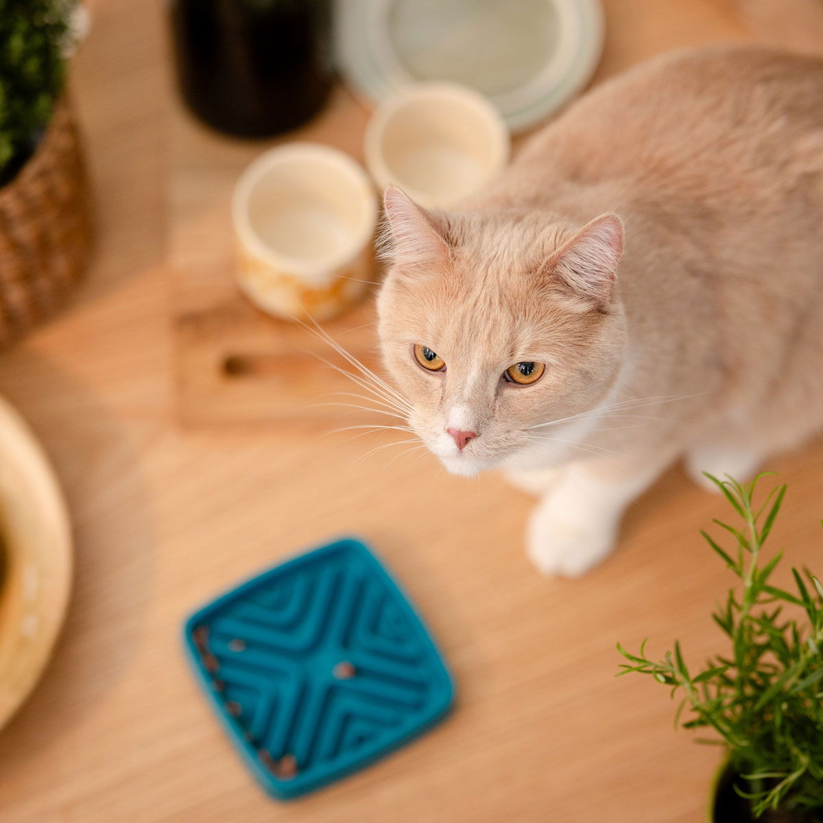 Basic Slow Down melamine cat slow feeder bowl square green