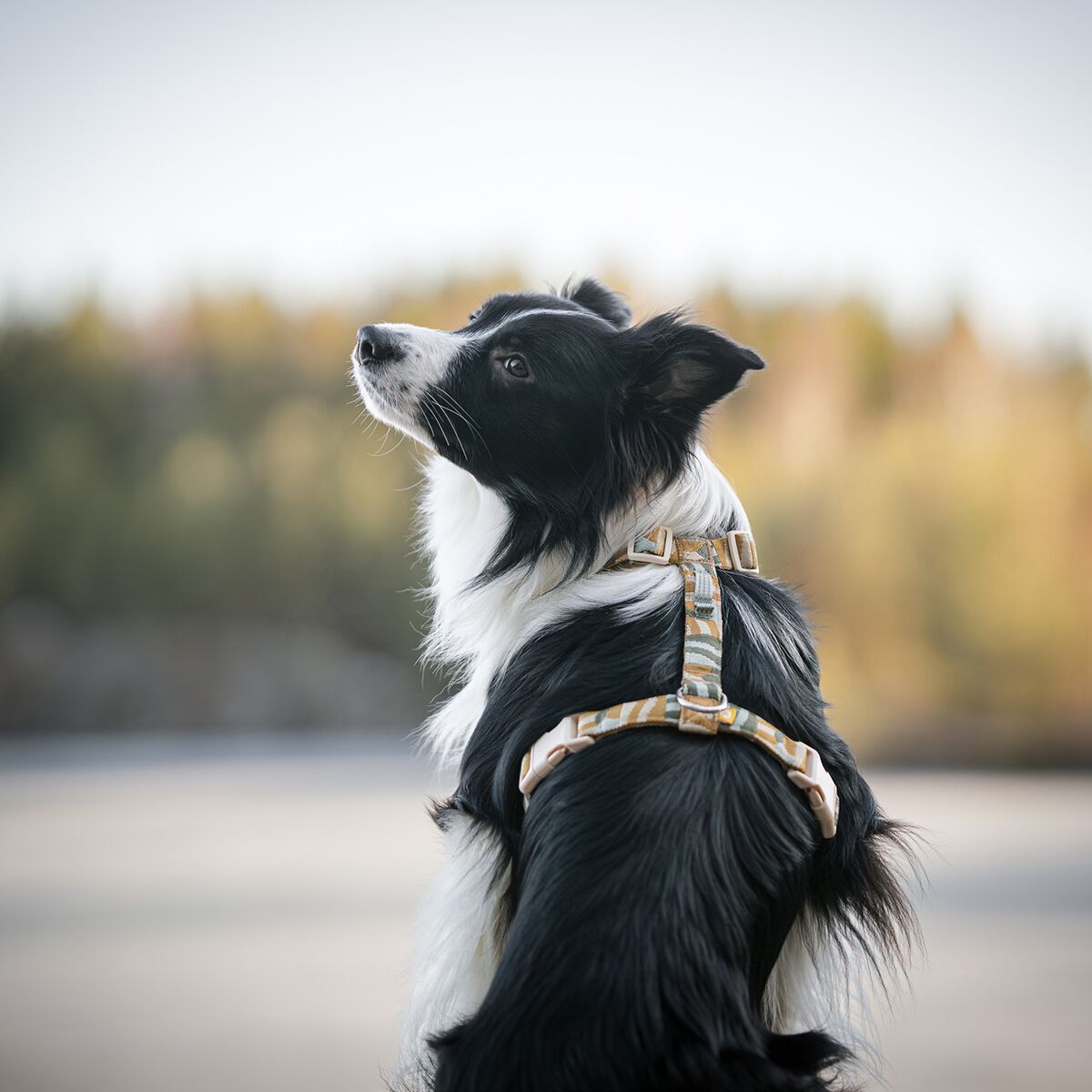Woolly Wolf Cloudbeam Harness