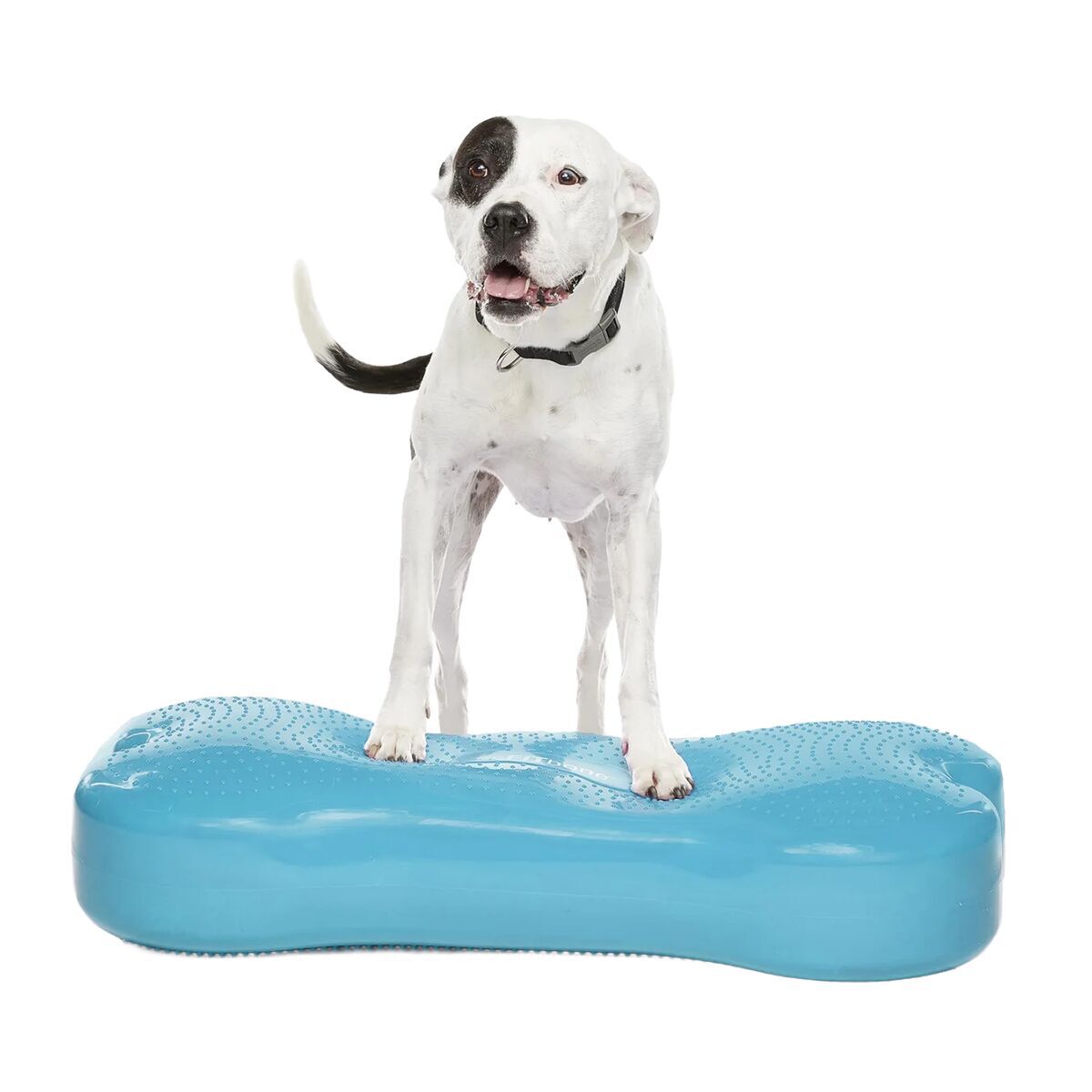 FitPaws K9FitBone Giant, turquoise