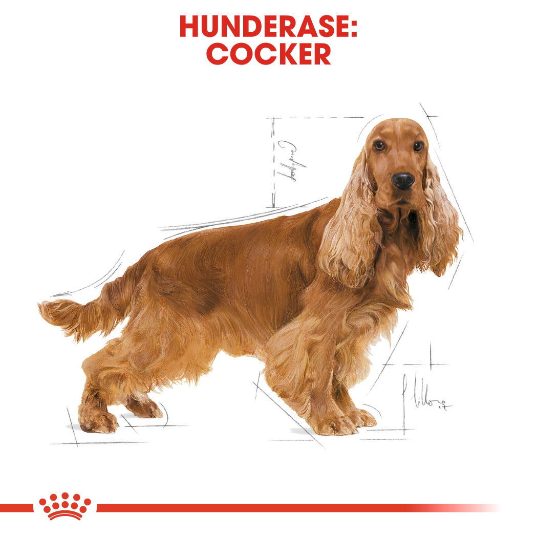 Royal Canin Cocker Adult tørrfôr til hund