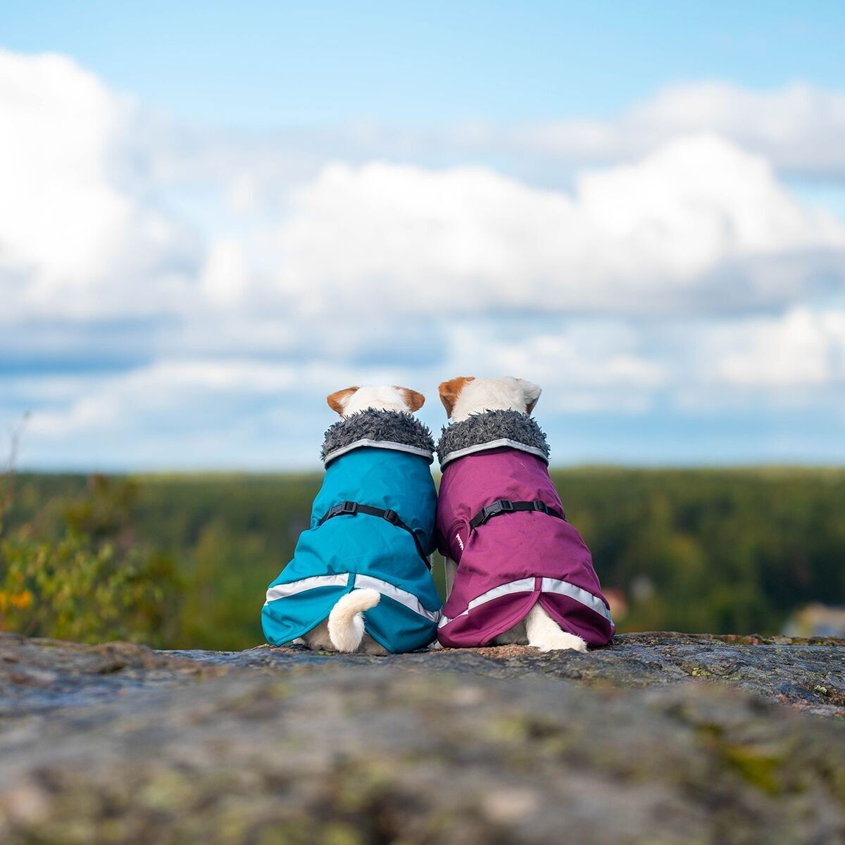 PerusPomppa for harness Plum