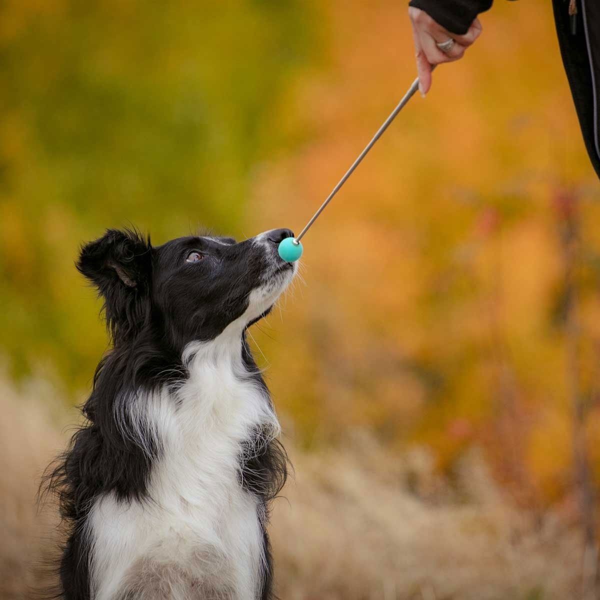 Pro Dog Target stick green