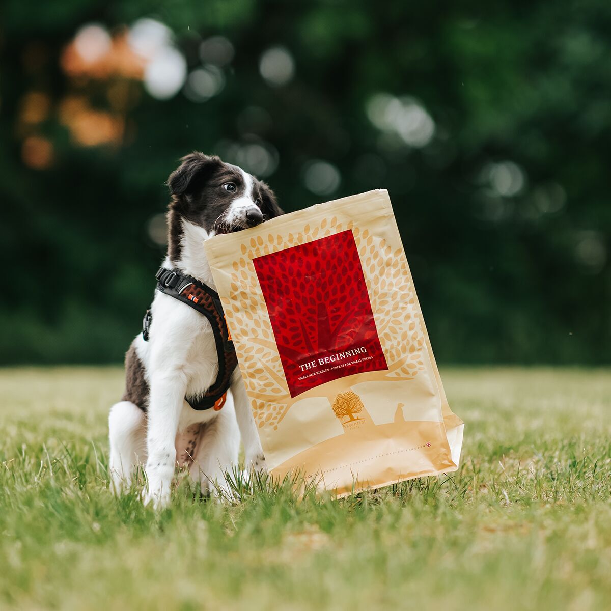 ESSENTIAL the BEGINNING SMALL BREED