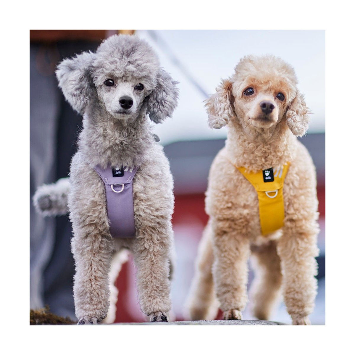 Hurtta Seeker harness lavender