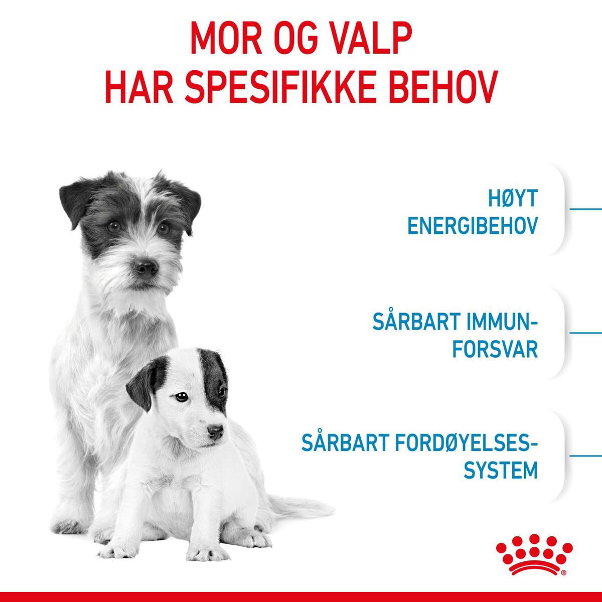 Royal Canin Mini Starter