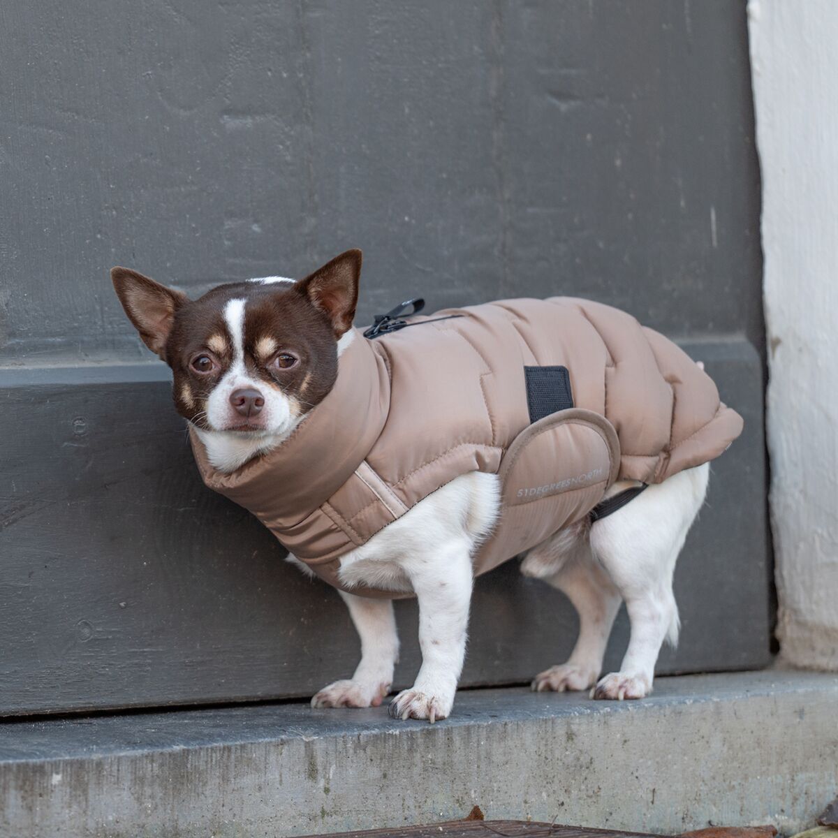 51 Degrees North Edge Vinterjakke til Hund Beige 24cm - Vinterdekken hund