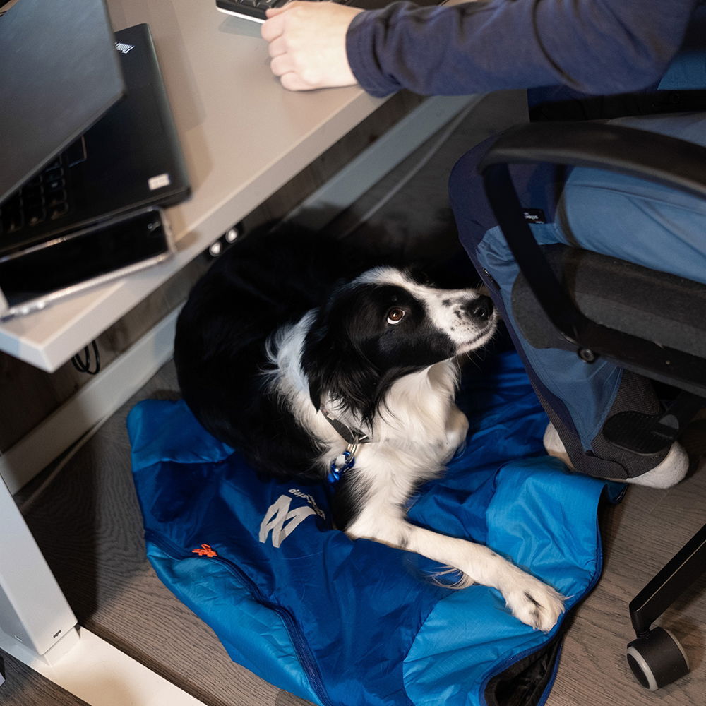 Ly Sovepose for hund