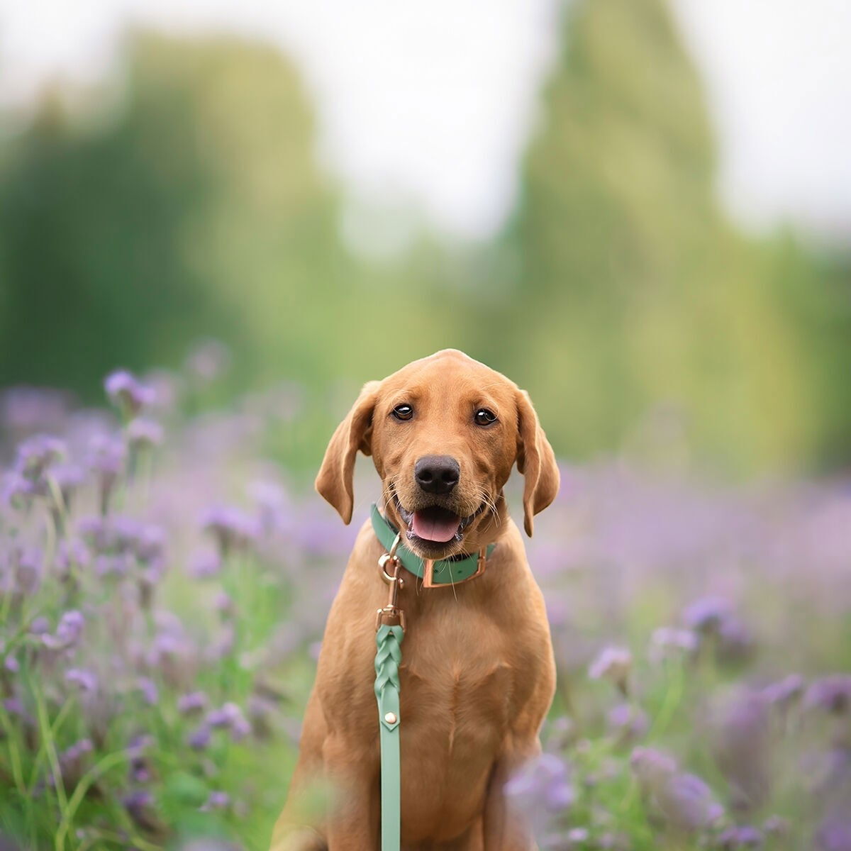 Tyylivoitto Classy collar, sage/rosegold