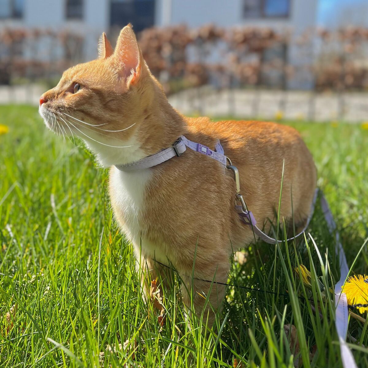 Max&Molly Smart ID Cat Collar Matrix 2.0