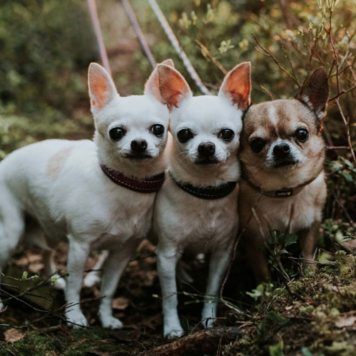 Hurtta Casual collar raven