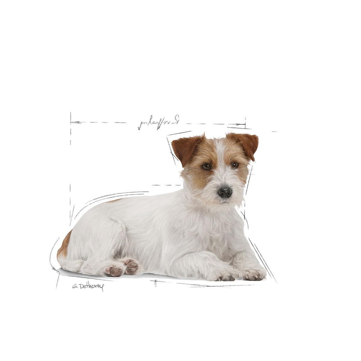 Royal Canin Mini Ageing 12+ tørrfôr til hund
