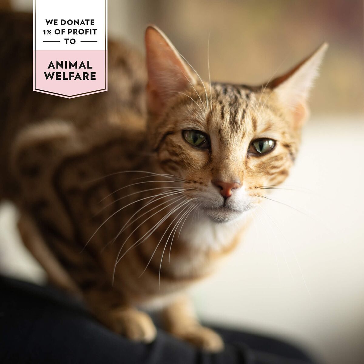 Prima Cat Softy Ministek